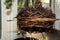 Transplanting a home pot into another pot. Close-up root of zamioculcas flowerpot. Selective focus