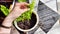 Transplanting a houseplant fern and female hands. A housewife gardener is transplanting plant into new pot