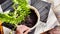 Transplanting a houseplant fern and female hands. A housewife gardener is transplanting plant into new pot