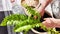 Transplanting a houseplant fern and female hands. A housewife gardener is transplanting plant into new pot