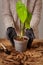 Transplanting a houseplant into a new flower pot.