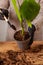 Transplanting a houseplant into a new flower pot.