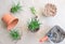 Transplanting houseplants haworthia into a pot at the table, top view. houseplant care