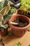 Transplanting houseplants. Home gardening. Plant care. Nearby is a prepared ficus plant, as well as a pot for transplanting with