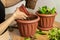 Transplanting houseplants. Home gardening. Plant care. A woman transplants plants from an old pot to a new one