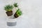 Transplanting indoor flowers and houseplant. Sprouts of green succulents and concrete pot on marble table. Concept floriculture or