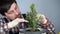 Transplanting indoor plants. Home gardening. Plant care. Man transplants spruce plants from old pot to new one. Cropped