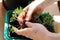 Transplanting plant seedlings in the seedling tray. Home gardening