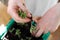 Transplanting plant seedlings in the seedling tray. Home gardening