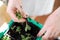 Transplanting plant seedlings in the seedling tray. Home gardening