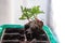 Transplanting plant seedlings in the seedling tray. Home gardening, repotting houseplants at home