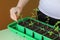 Transplanting plant seedlings in seedling tray with plant label at home. Pricking out new plants. Gardening as a hobby