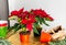 Transplanting Poinsettia Christmas flowers