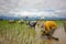 Transplanting rice farmer