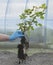 Transplanting a rose. blue gloved hand holds a seedling with roots and stems