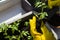 Transplanting seedlings, women's hands in yellow gloves. Tomato sprouts.