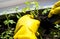 Transplanting seedlings, women's hands in yellow gloves. Tomato sprouts.