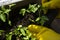 Transplanting seedlings, women's hands in yellow gloves. Tomato sprouts.