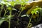 Transplanting seedlings, women's hands in yellow gloves. Tomato sprouts.