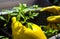 Transplanting seedlings, women's hands in yellow gloves. Tomato sprouts.