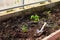 Transplanting small young tomato seedlings with garden supplies into greenhouse. Watering plants, gardening as hobby concept