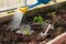 Transplanting small young tomato seedlings with garden supplies into greenhouse. Watering plants, gardening as hobby concept