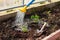 Transplanting small young tomato seedlings with garden supplies into greenhouse. Watering plants, gardening as hobby concept