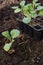 transplanting of young cauliflower plant in the vegetable garden. cauliflower seedbed and cruciferae in the raised bed on the