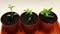 Transplanting young seedlings of tomato seedlings