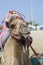 Transport camel with bridle