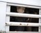 Transport of cows for the slaughter house in Czechia