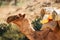 Transport dromedary near Keren, Eritrea, Horn of Africa