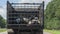 Transport of live animals in cattle truck. Livestock transport truck at the market or butchery. A truck deliver live cow