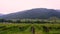 Transport ships on the Danube and vineyard