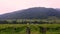 Transport ships on the Danube and vineyard