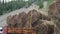 Transportation of a large number of haystacks by truck. Hay harvesting for the winter season. Travel to Altai in Russia