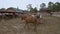 Transportation mules resting at Grand Canyon Village, Arizona