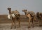 Transportation of salt slabs camel, Karum lake, Danakil Afar Ethiopia