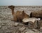 Transportation of salt slabs camel, Karum lake, Danakil, Afar Ethiopia