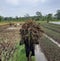 Transporting Leftover Rice Stalks