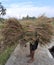 Transporting Leftover Rice Stalks Harvest