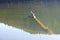 Transsylvania forest reflection in a lake with dead trees