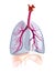 Transtarent human lungs anatomy.