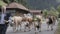 TRANSUMANCE 2 OF COWS IN SWTZERLAND