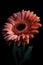 Transvaal Daisy Shining Brightly in the Darkness