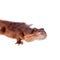 Transvaal Girdled Lizard on white background.