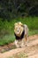 The Transvaal lion or African lion Panthera leo krugeri or the Southeast African lion a large male with dark mane going down the