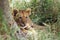 Transvaal lion Panthera leo, also known as the Southeast African lion, cub peering out from behind a tree. The little lion cub