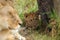 Transvaal lion (Panthera leo)  cub peering out from behind a tree.