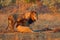 The Transvaal lion Panthera leo krugeri, also known as the Southeast African lion or Kalahari lion, communication between two